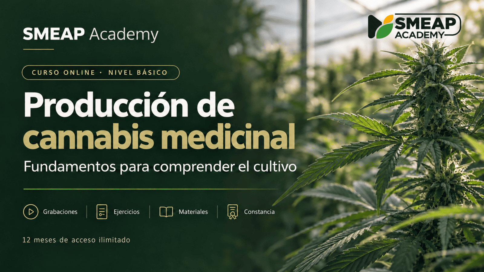 Producción de cannabis medicinal